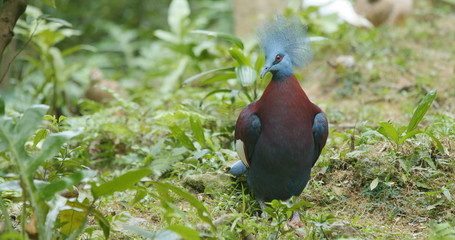 Maroon breasted Crowned Pigeon