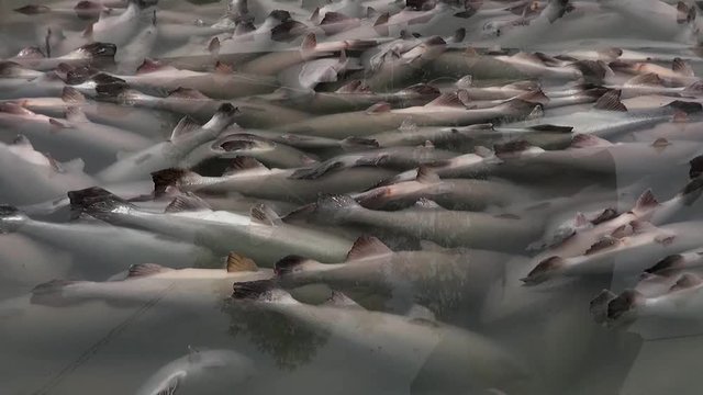 Dead salmons by volcanic lahar  in Rio Blanco, Chile.