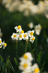 笑顔のスイセン