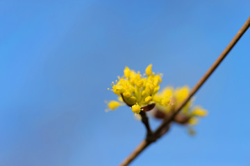 春を待つサンシュの花