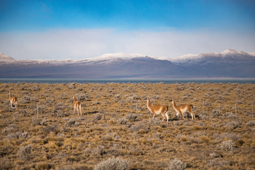 guanacos in Patagonia Argentina