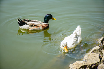 closeup photo of swimming ducks in the pond