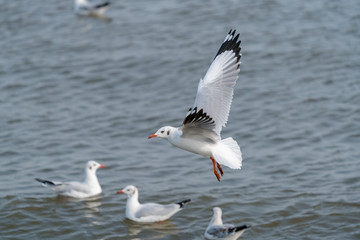Fototapeta na wymiar seagull flying. Seagulls fly in the blue sky. 
