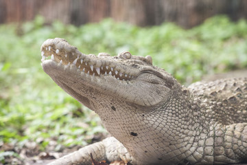 Naklejka premium Biały krokodyl / Albinos syjamski krokodyl: Słodkowodny krokodyl, skóra biała, gatunek prawie wymarły, występuje w Azji Południowo-Wschodniej