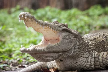 Papier Peint photo Crocodile Crocodile blanc / Crocodile albinos siamois : Crocodile d& 39 eau douce , la peau est blanche , presque éteinte , trouvé en Asie du Sud-Est