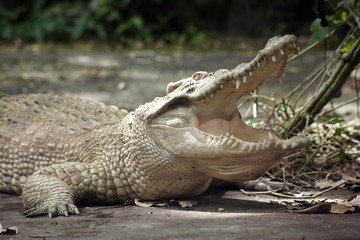 White Crocodile / Albino Siamese Crocodile : Freshwater crocodile , skin is white , nearly extinct , found in Southeast Asia