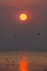 Sunset at the sea with the silhouette of a seagull
