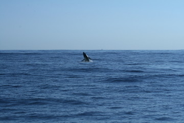 Obraz premium baleine