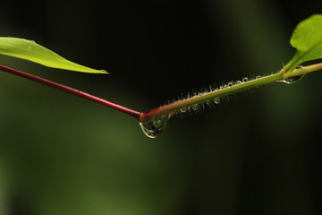 Rain drop on leaf macro image