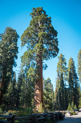 Sequoia in the rays of the setting sun at Sequoia National Park, California, USA