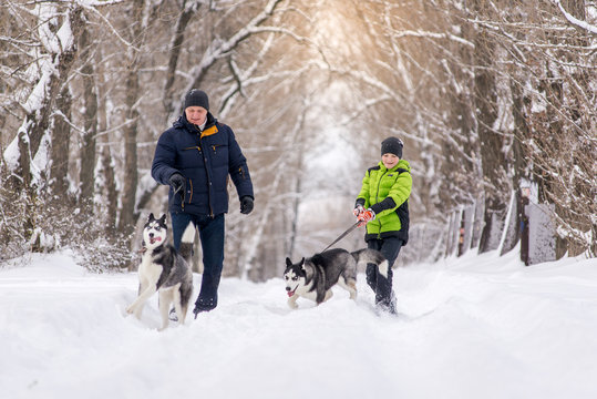 The father and son are walking with the husky dogs in the park in the winter.