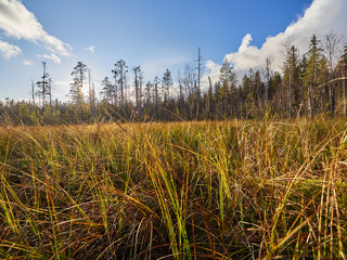 Fototapeta premium swamp in the summer. russia