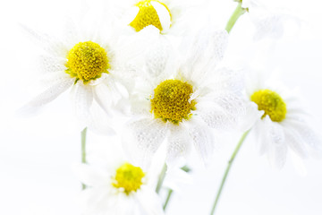 Obraz premium Wild flowers in different shades in high key photo technique with white background