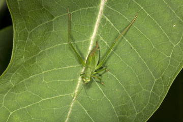 Fork tailed bush katydid nymph on milkweed leaf in Connecticut.