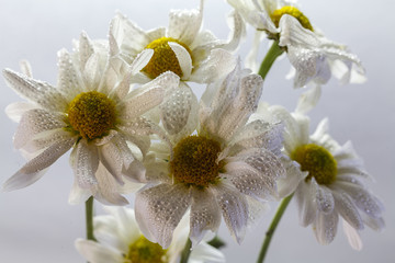 Wild flowers in different shades in high key photo technique with white background