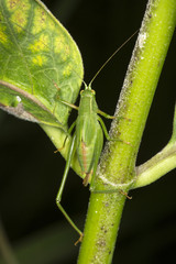 Fork tailed bush katydid nymph on milkweed leaf in Connecticut.