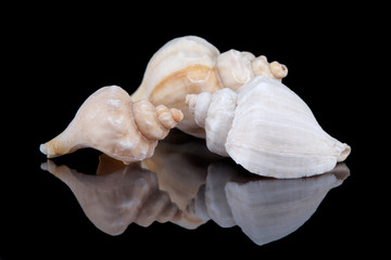 Some seashells isolated on black background, close up .