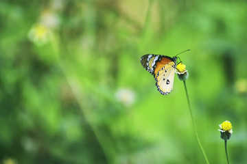 Butterfly, Closed up butterfly, Butterfly in the nature Thailand. 