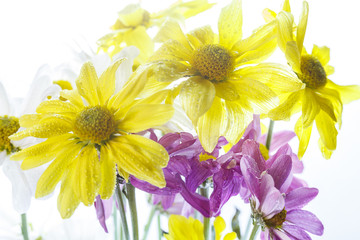 Wild flowers in different shades in high key photo technique with white background 