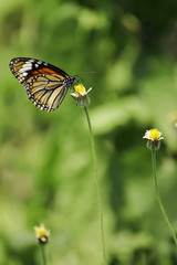 Butterfly, Closed up butterfly, Butterfly in the nature Thailand. 