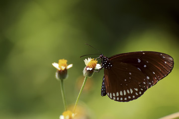Butterfly, Closed up butterfly, Butterfly in the nature Thailand. 