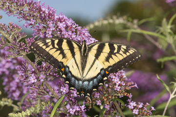 Tiger swallowtail butterfly on purple flowers of butterfly bush, Connecticut.