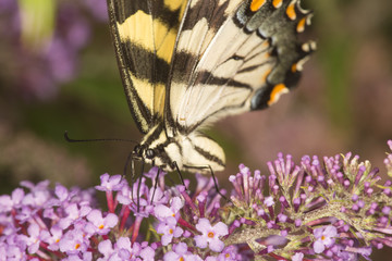 Tiger swallowtail butterfly on purple flowers of butterfly bush, Connecticut.