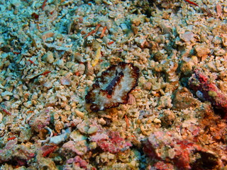 Naklejka na ściany i meble True sea slug