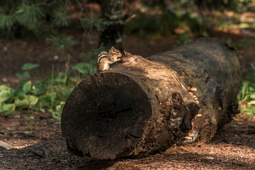 cute little Chipmunk sitting on treestump fallen tree in the fall in algonquin national park ontario Canada