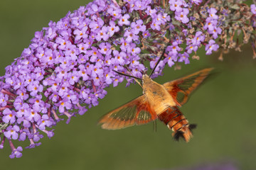 Hummingbird clearwing hawk moth hovering near butterfly bush flowers, Connecticut.