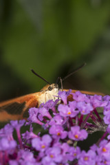 Hummingbird clearwing hawk moth on purple flowers of butterfly bush.