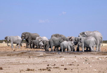 Obraz na płótnie Canvas Elefanten am wasserloch