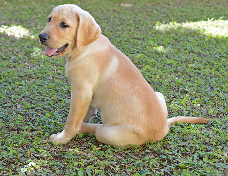 Young Male Golden Labrador Retriever Puppy, following orders to Sit on the Grass.