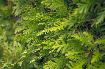 Evergreen juniper. Bright hedge