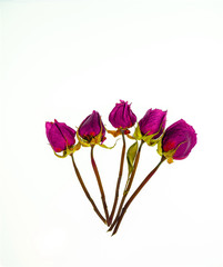 Obraz premium Wild flowers in different shades in high key photo technique with white background 