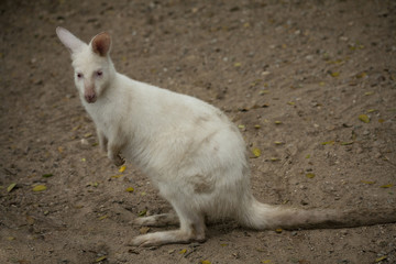 Albino Wallaby / Colorless Wallaby , Pink eyes and white hair , Found in Australia