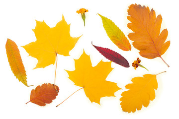 autumn background of fall leaves on white background.