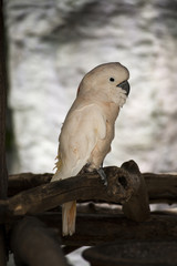 White Cockatoo / White cockatoo perched on a branch