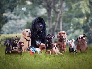 Foto op Plexiglas Many different breeds of dogs on the grass © kozorog