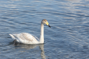 Whooper swan swimming in the lake, Altai, Russia