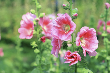 Obraz premium Różowe kwiaty w przyrodzie Tajlandia, tajskie kwiaty