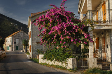 Blossoming violet tree on the embankment of the old city. Montenegro