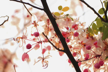 Pink flowers in nature Thailand, Thai flowers