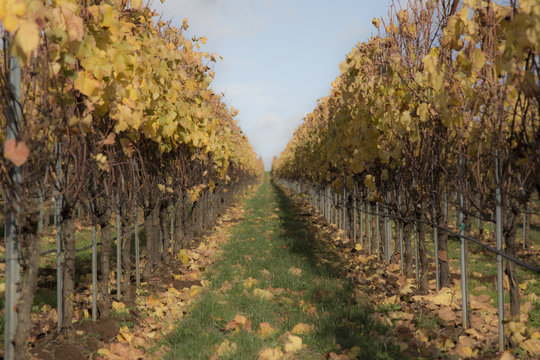 Vineyard - Stylized Soft Focus View Between Rows of Fall/Autumn  Colored Trestled Grapevines Against a Background of Green Grass on Rolling Hills, Late Winter, No Sky, Daytime, Solid Geometric in Uppe