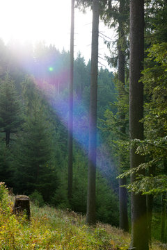 Waldlichtung mit Gegenlicht.