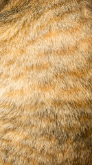  cat fur texture background, yellow cat