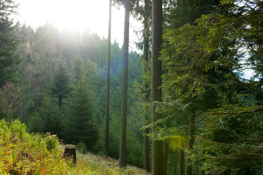 Waldlichtung mit Gegenlicht.