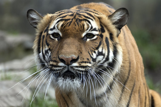 lying Bengal tiger kept in the zoo