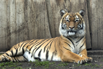 lying Bengal tiger kept in the zoo