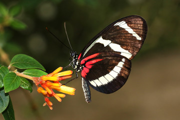 Butterfly Large common Postman Heliconius Melpomene Rosina 
